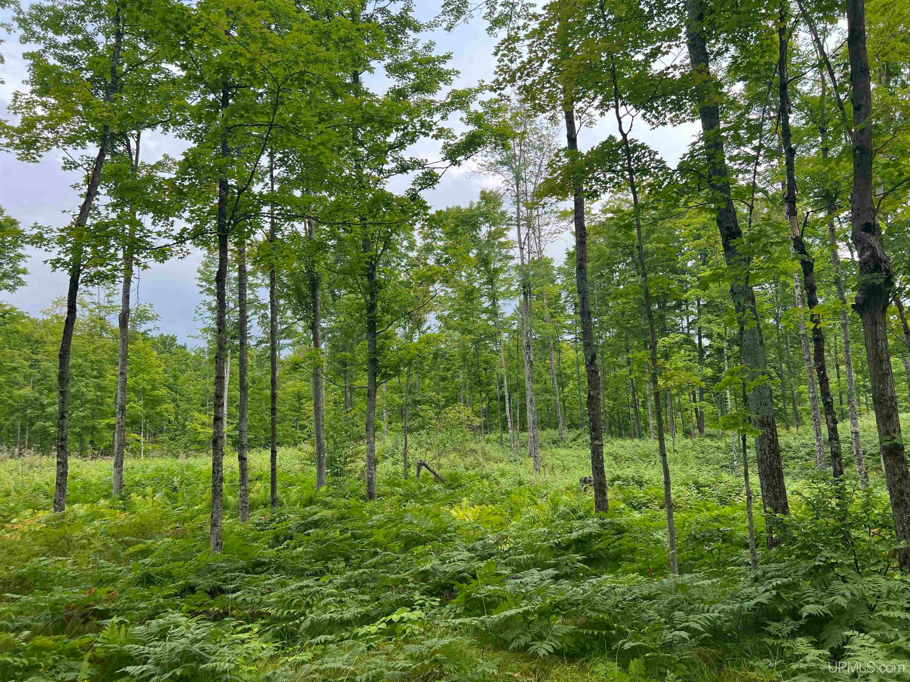 Tbd Camp Five Road Crystal Falls, MI 49920 - Photo 37 of 54 Gallery Image 37