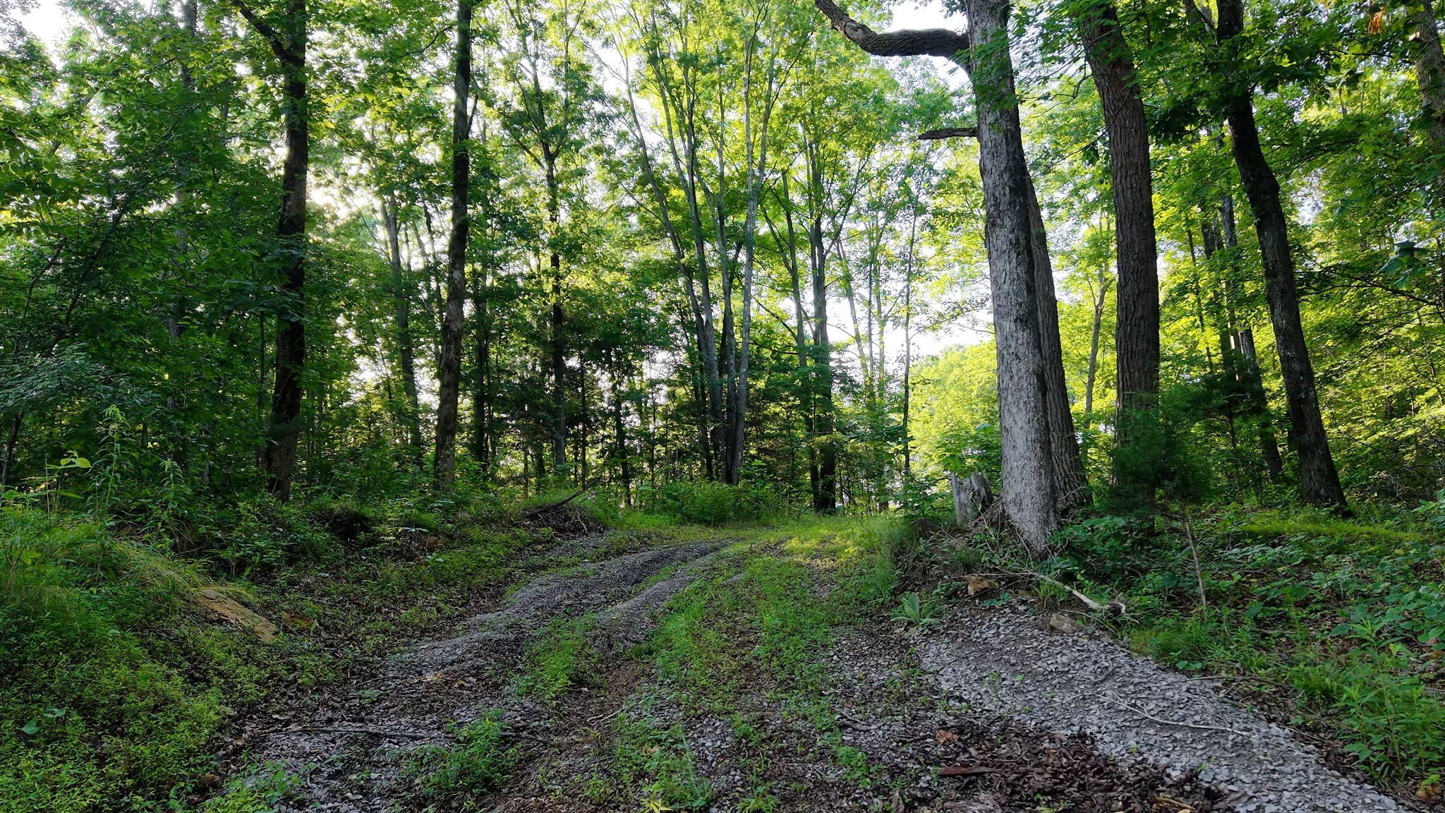 0 Gimlet Creek Road Lawrenceburg, TN 38464 - Photo 10 of 22