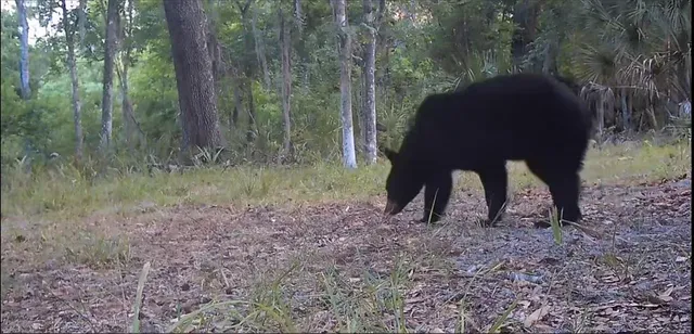 $2,190,000 | 11810 County Road 234, Micanopy, FL 32667