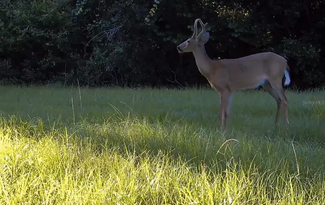 $2,190,000 | 11810 County Road 234, Micanopy, FL 32667