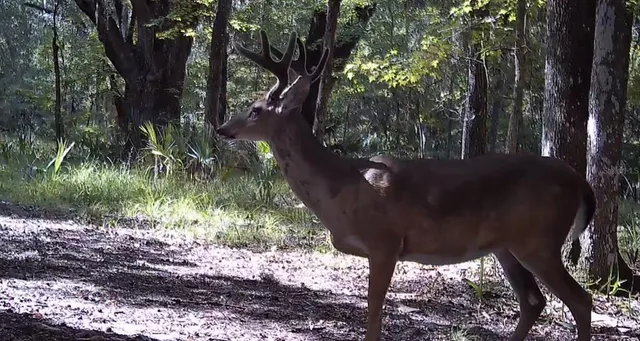 $2,190,000 | 11810 County Road 234, Micanopy, FL 32667