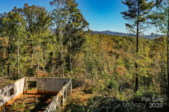 a view of a large tree with a yard