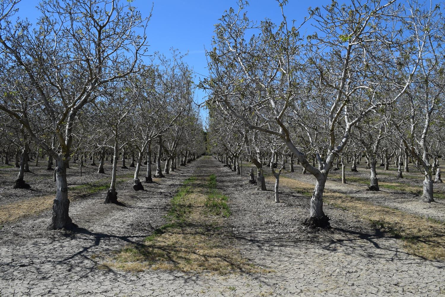 3869 River Road Colusa, CA 95932 - Photo 11 of 59