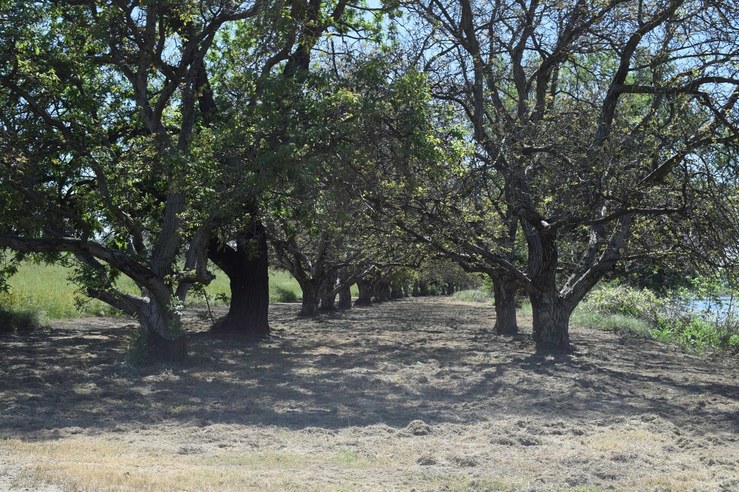 3869 River Road Colusa, CA 95932 - Photo 17 of 59
