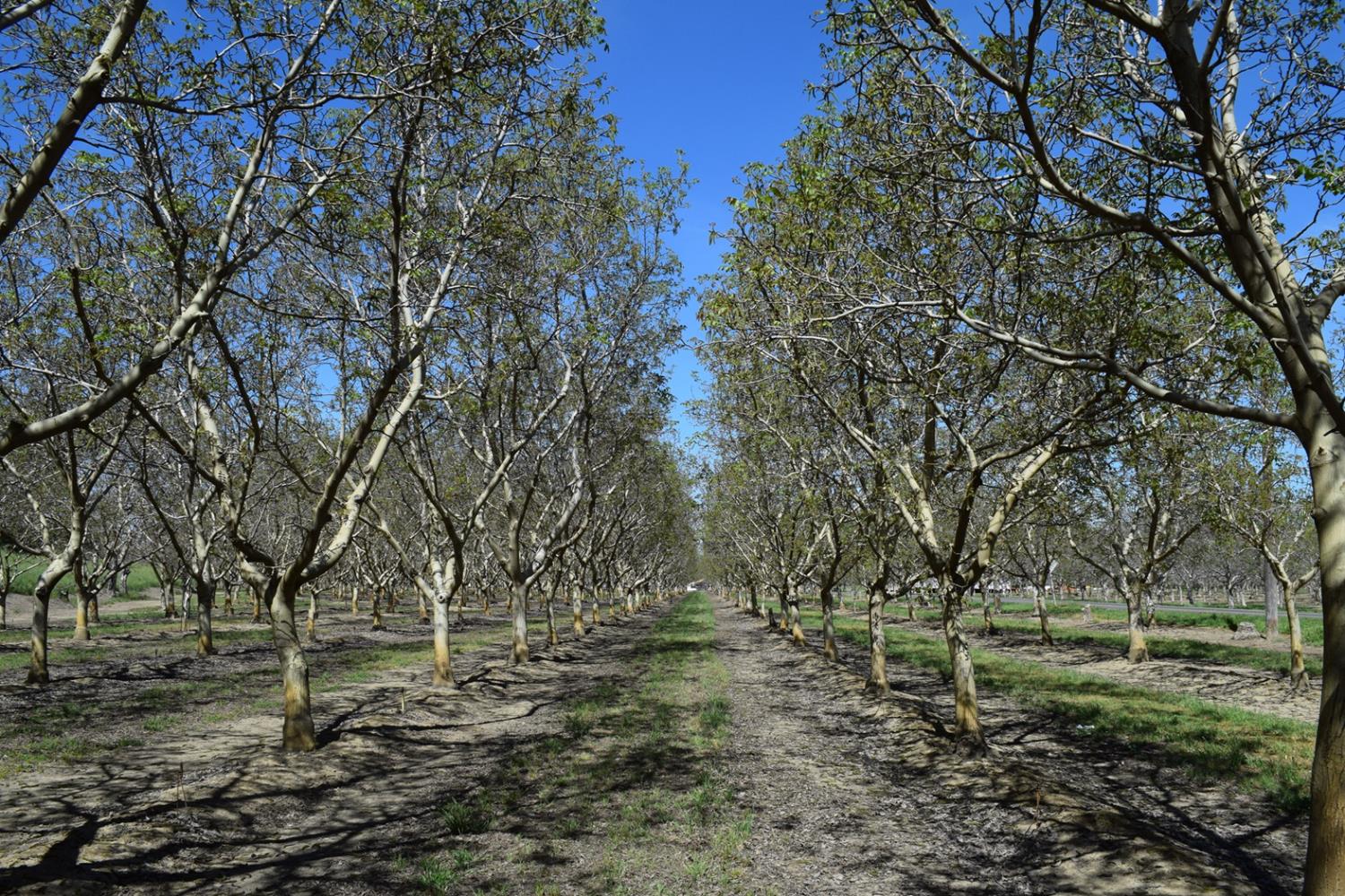 3869 River Road Colusa, CA 95932 - Photo 3 of 59