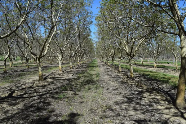 $5,250,000 | 3869 River Road, Colusa, CA 95932