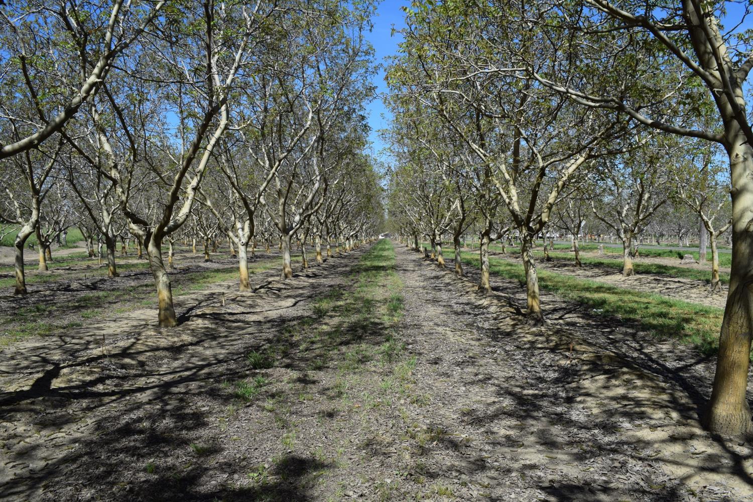 3869 River Road Colusa, CA 95932 - Photo 4 of 59