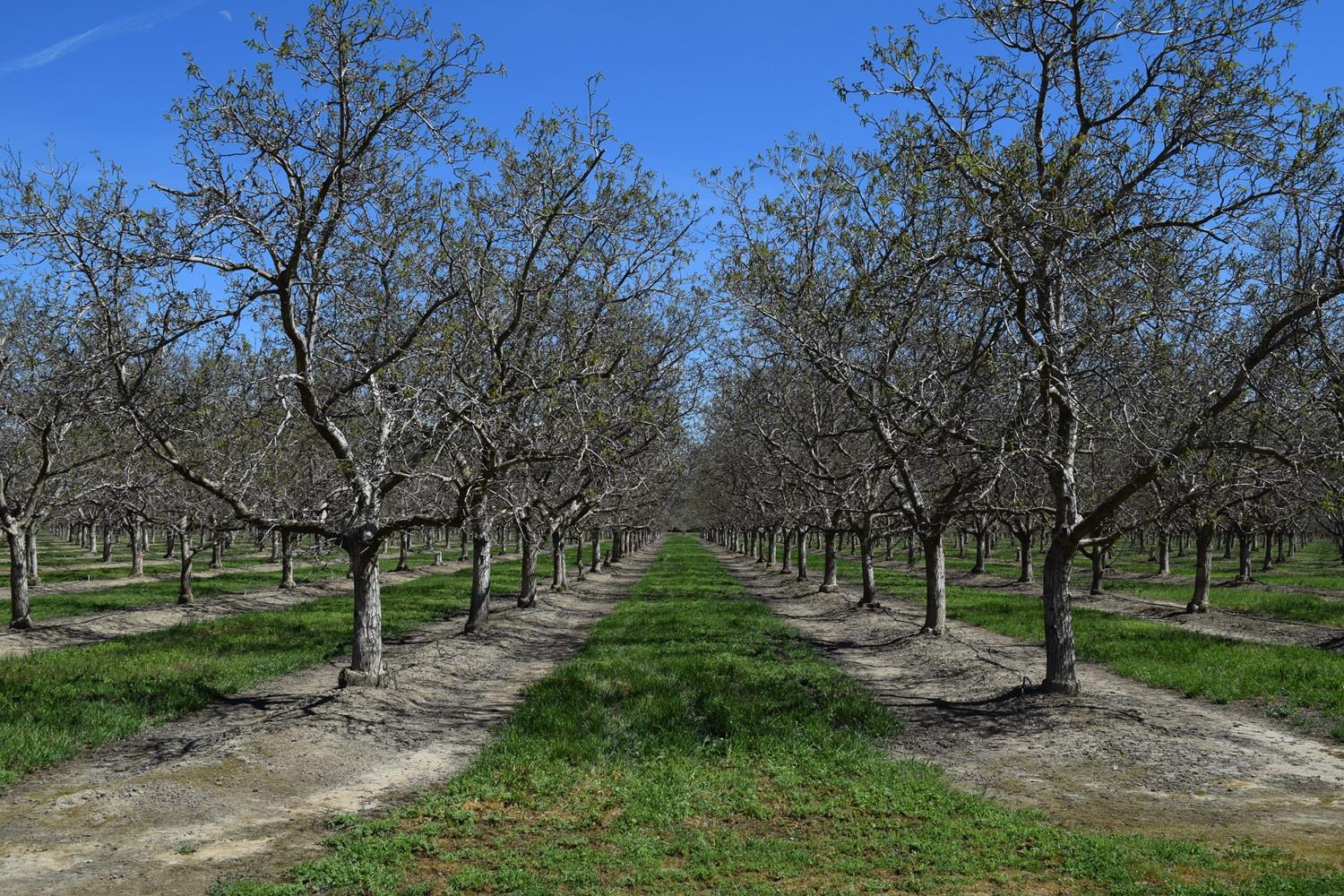 3869 River Road Colusa, CA 95932 - Photo 5 of 59