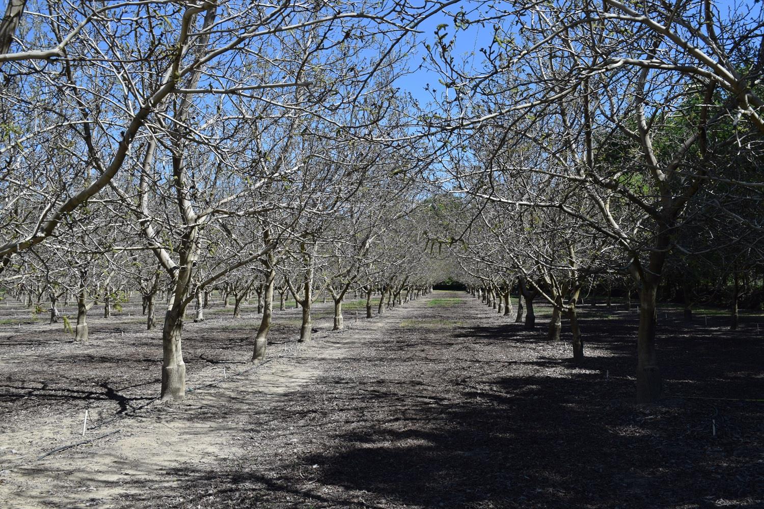 3869 River Road Colusa, CA 95932 - Photo 6 of 59