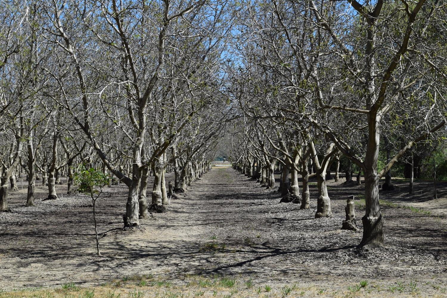 3869 River Road Colusa, CA 95932 - Photo 9 of 59