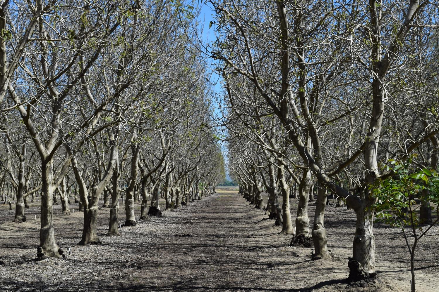 3869 River Road Colusa, CA 95932 - Photo 10 of 59