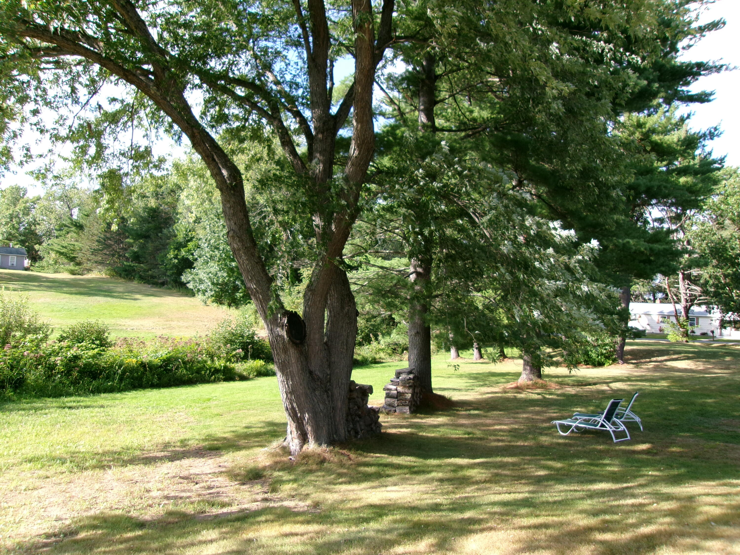 140 Hogan Road Lewiston, ME 04240 - Photo 53 of 63 Shade Trees.