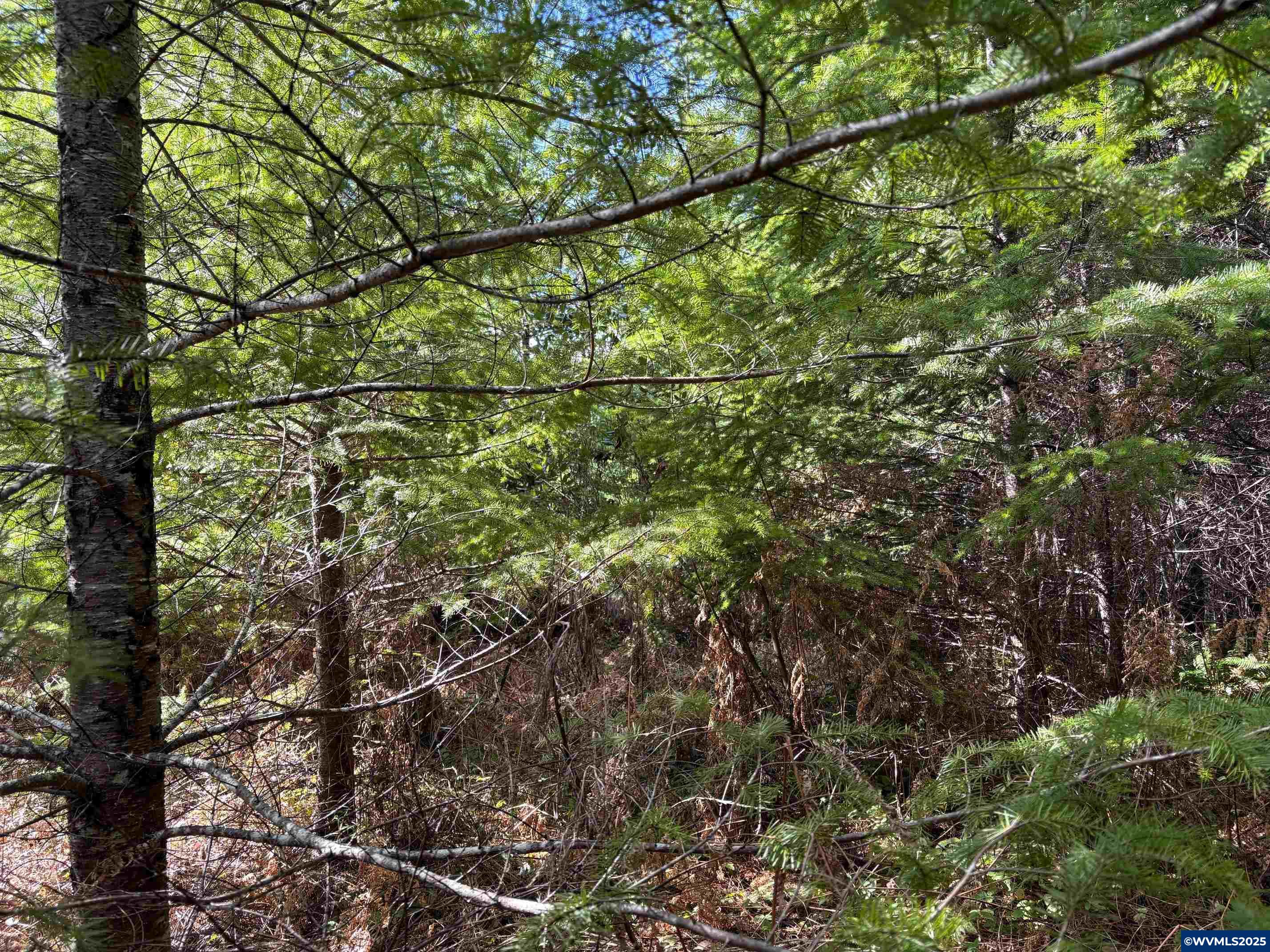 0 Boiler Creek Road Springfield, OR 97478 - Photo 14 of 26