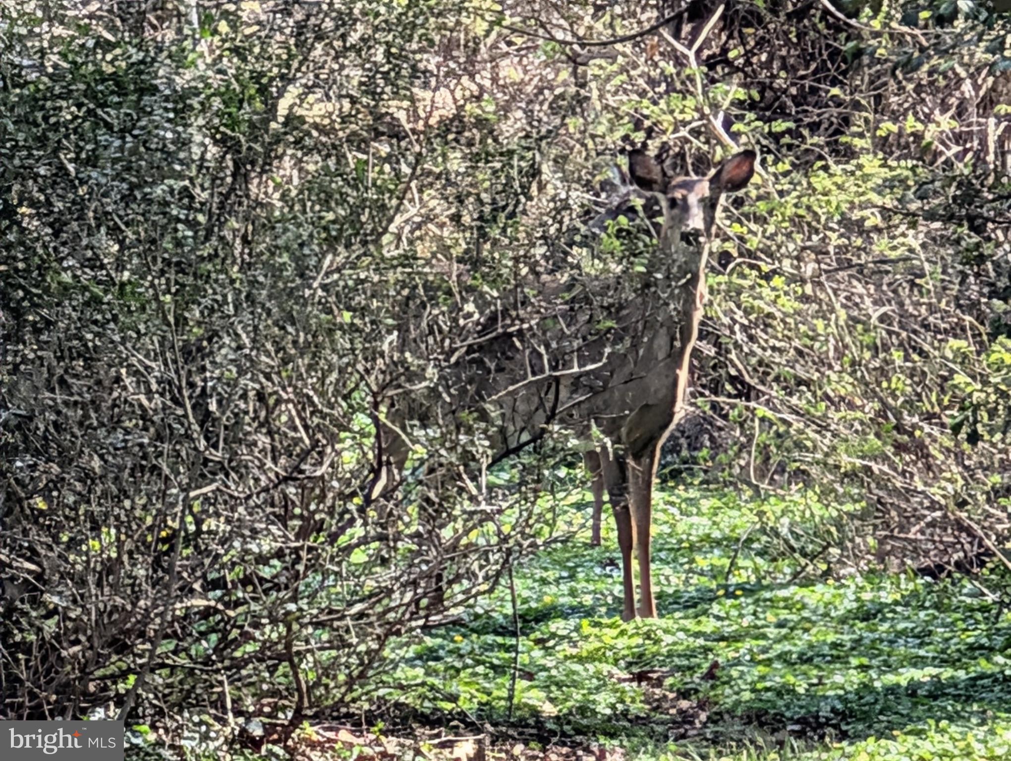 Copley Lane Silver Spring, MD 20904 - Photo 12 of 17