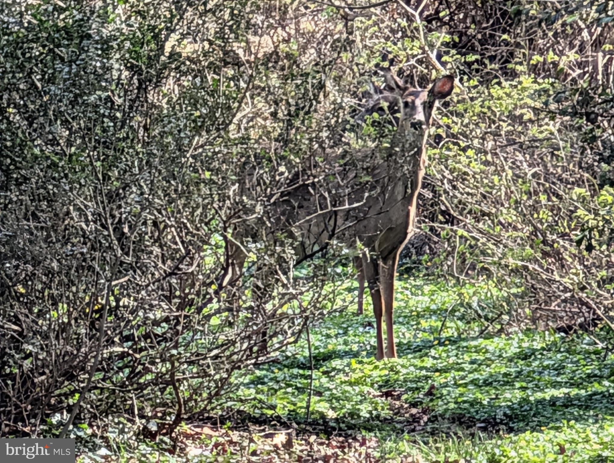 Copley Lane Silver Spring, MD 20904 - Photo 13 of 17