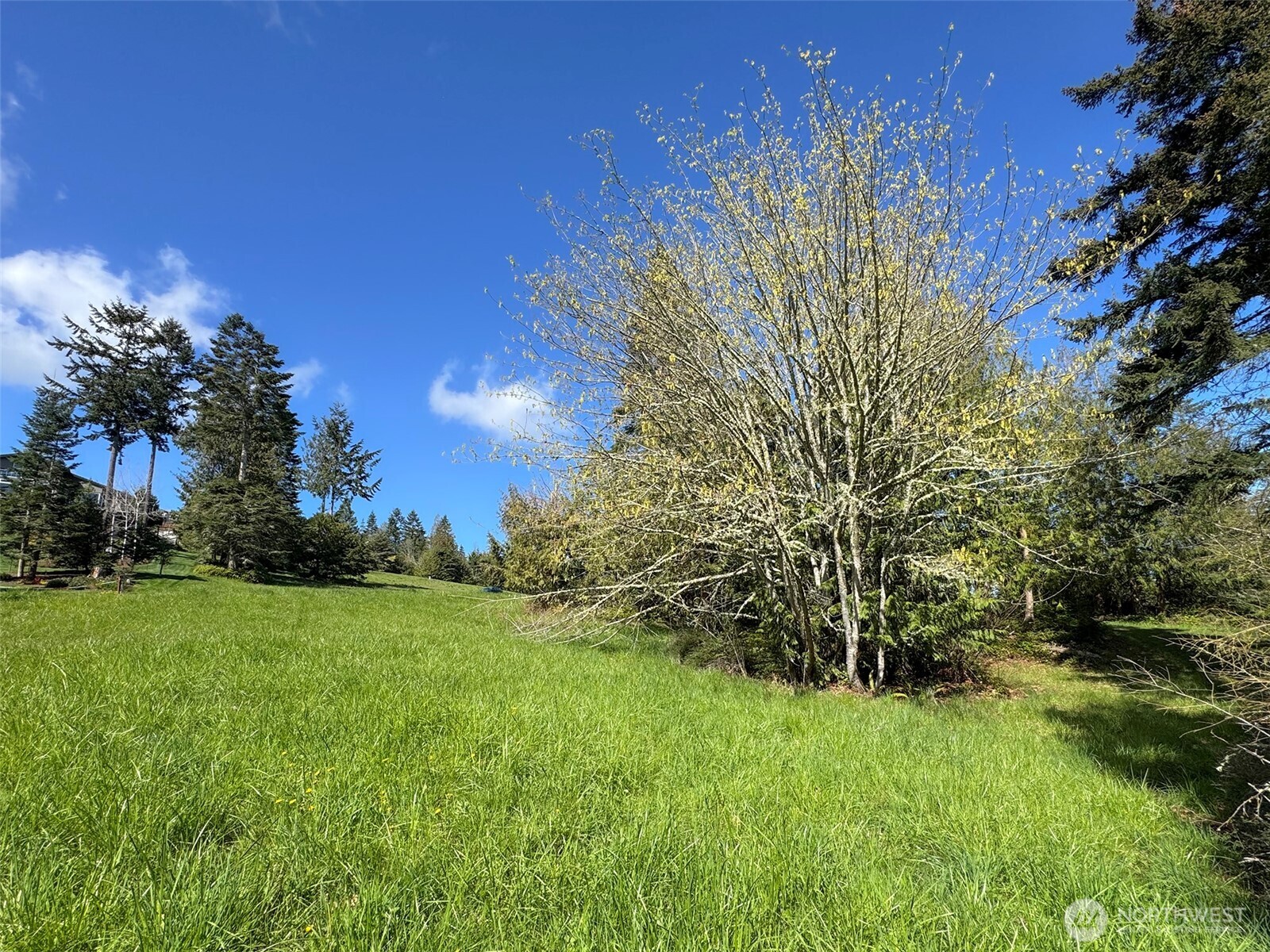 9999 Elk Pass Road Sequim, WA 98382 - Photo 13 of 40 a view of a big yard with plants and large trees