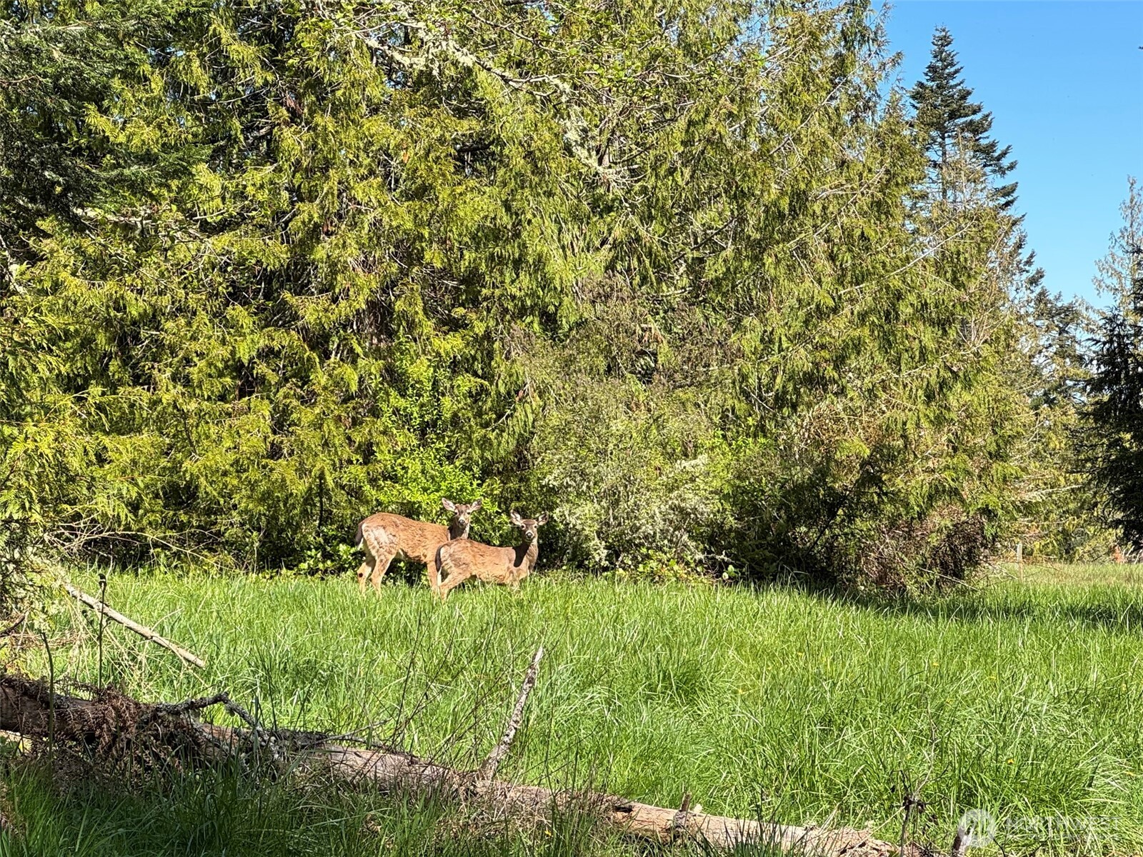 9999 Elk Pass Road Sequim, WA 98382 - Photo 17 of 40 a view of a lush green field