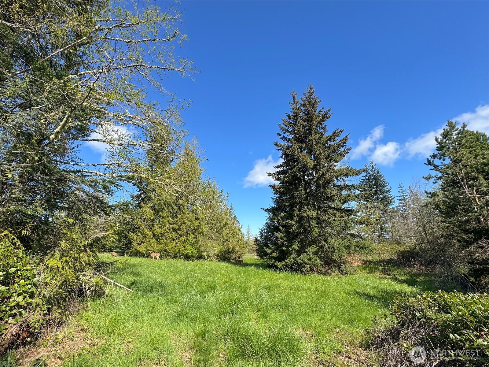 9999 Elk Pass Road Sequim, WA 98382 - Photo 19 of 40 a backyard of a house with lots of green space