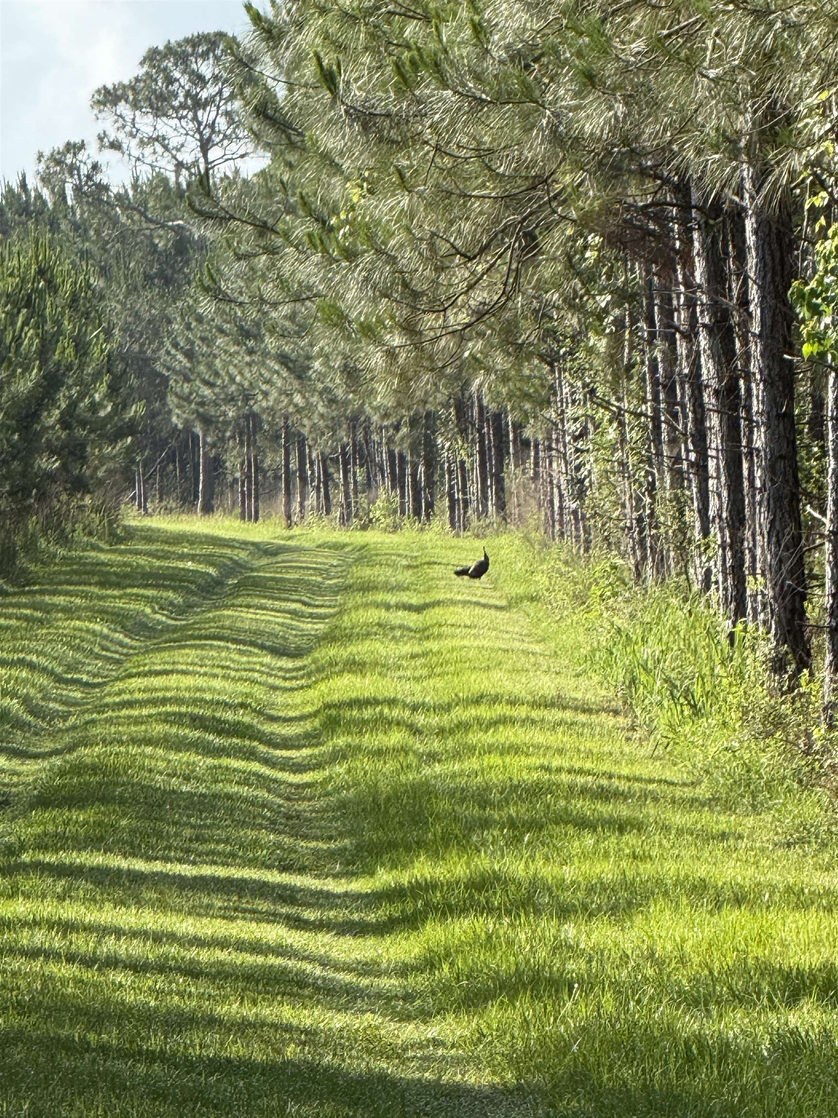 87 County Road 87 Elberta, AL 36530 - Photo 7 of 66