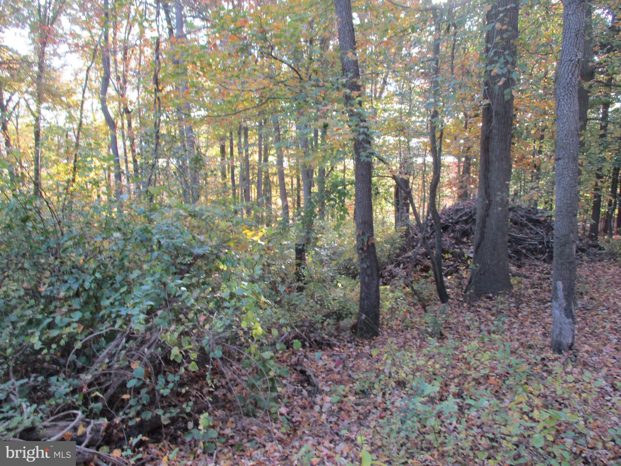 Beautiful View Lot Oldfield Point Road Elkton, MD 21921 - Photo 36 of 44 a view of forest