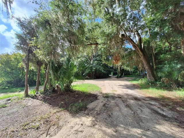 a view of a yard with plants and a large tree