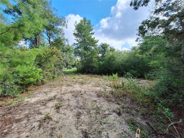 a view of a yard with large trees