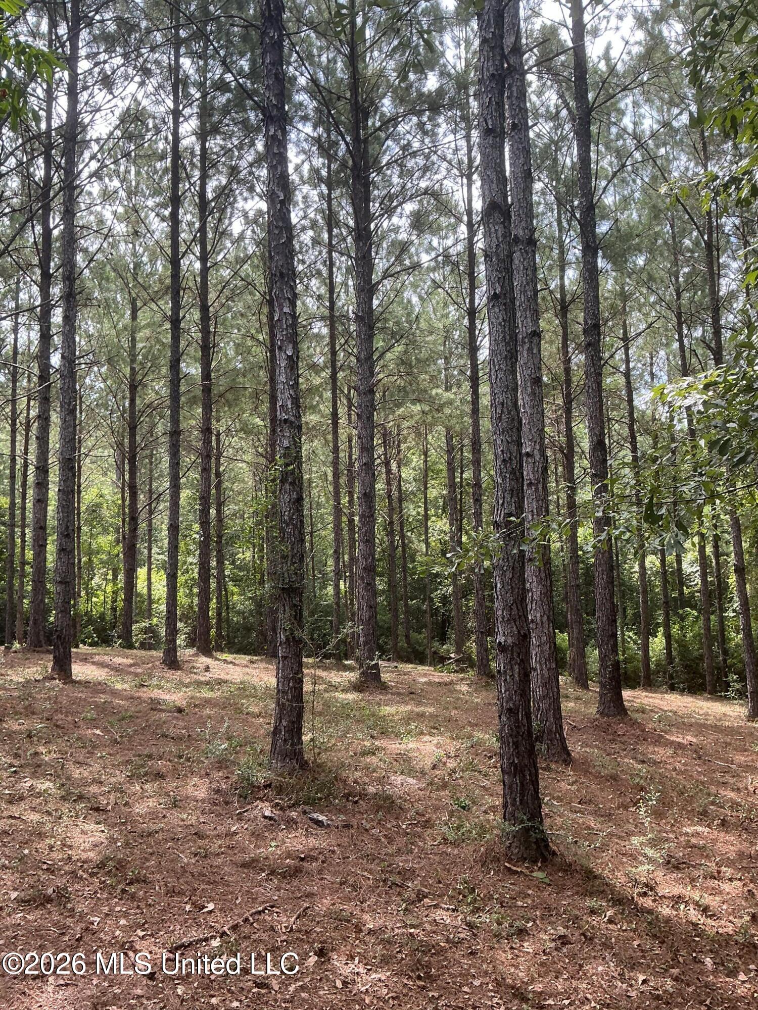 259 Forest Lake Road Beaumont, MS 39423 - Photo 15 of 32 IMG_0026