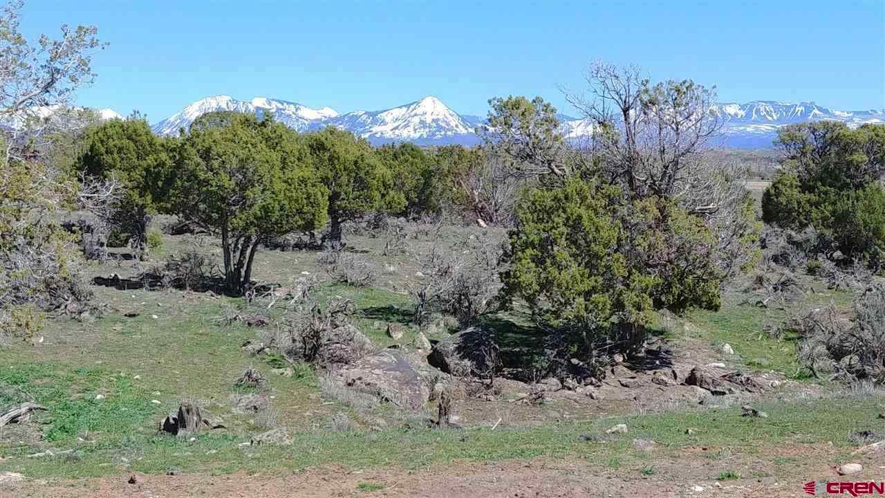 a view of a forest with a tree