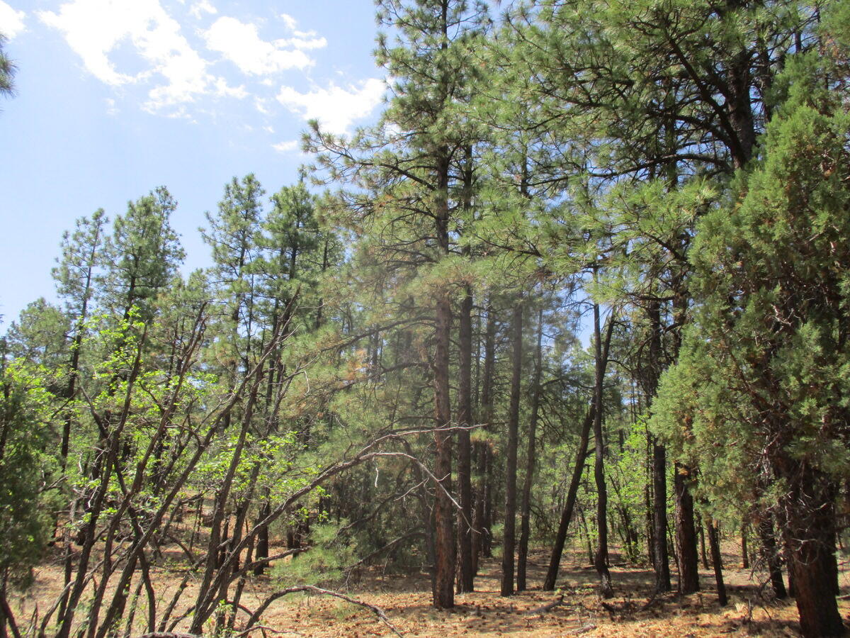 157 Forest Road Ramah, NM 87321 - Photo 10 of 71 Gallery Image 10