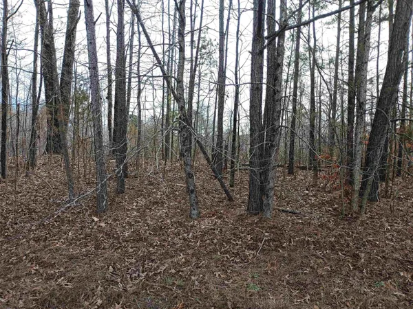a view of a yard with lots of trees