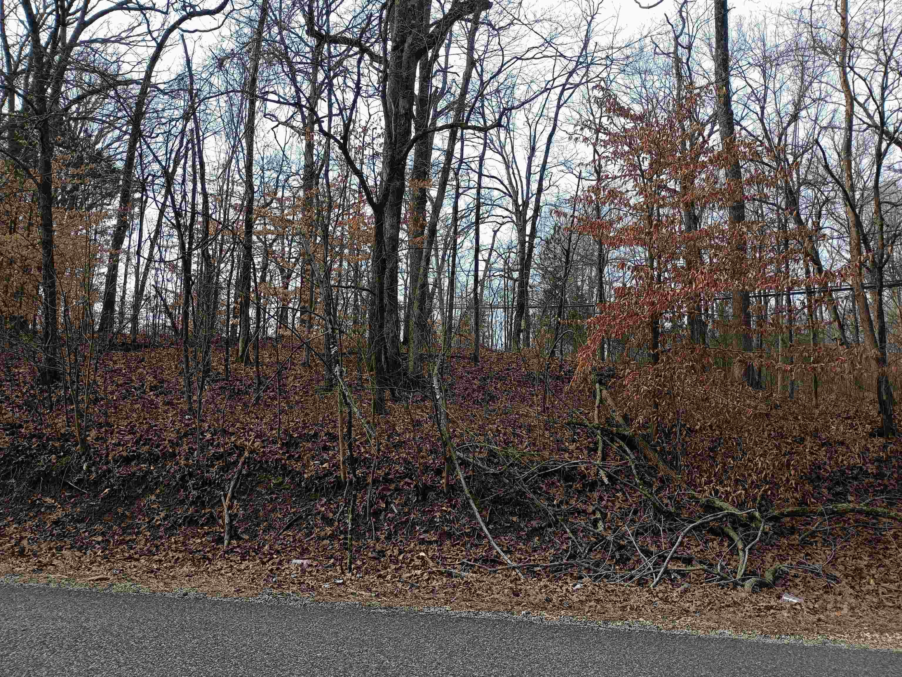 0 Highway 18 Toone, TN 38381 - Photo 4 of 10 a view of a forest with a trees