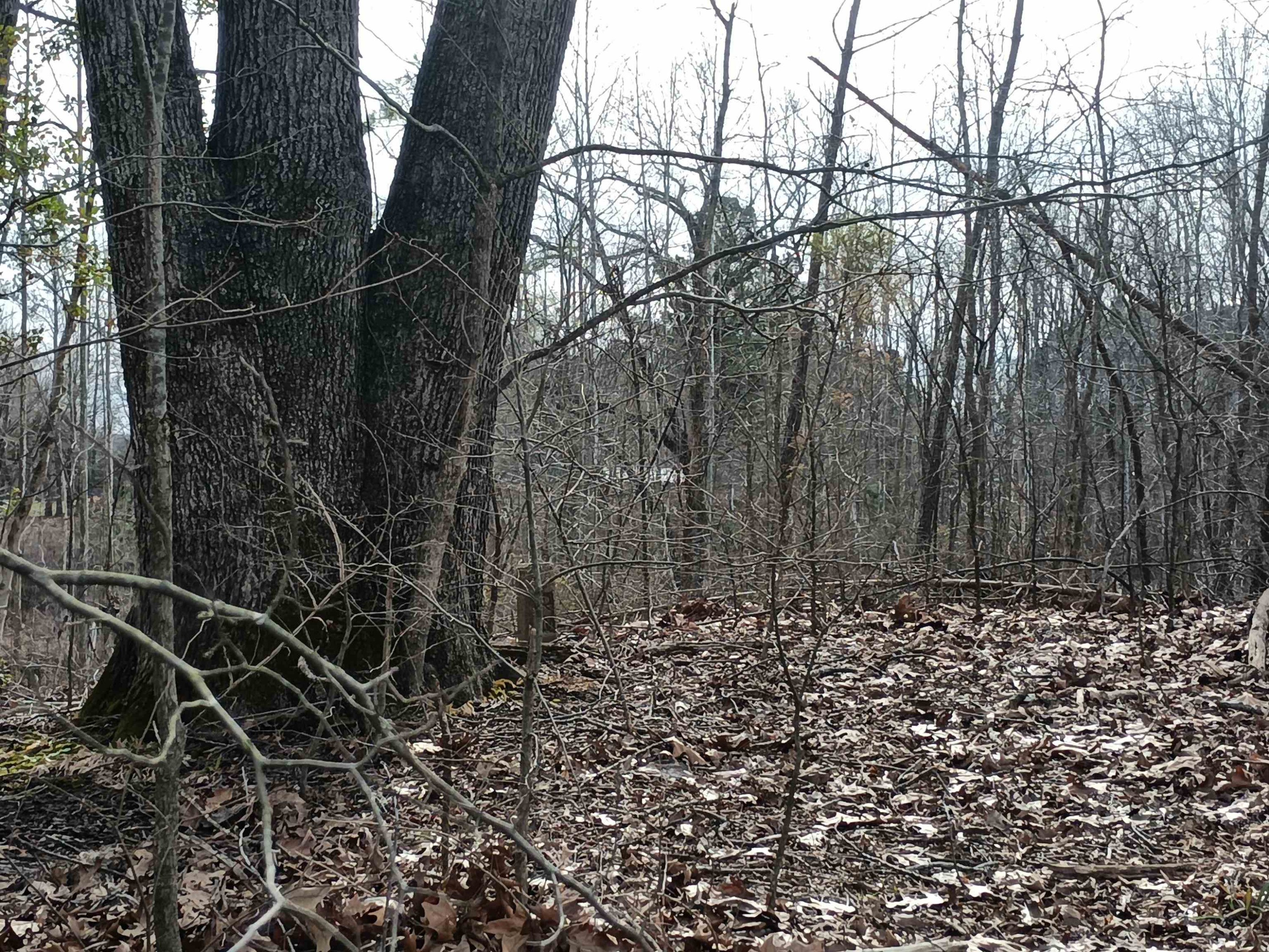 0 Highway 18 Toone, TN 38381 - Photo 9 of 10 a view of house with a dry yard