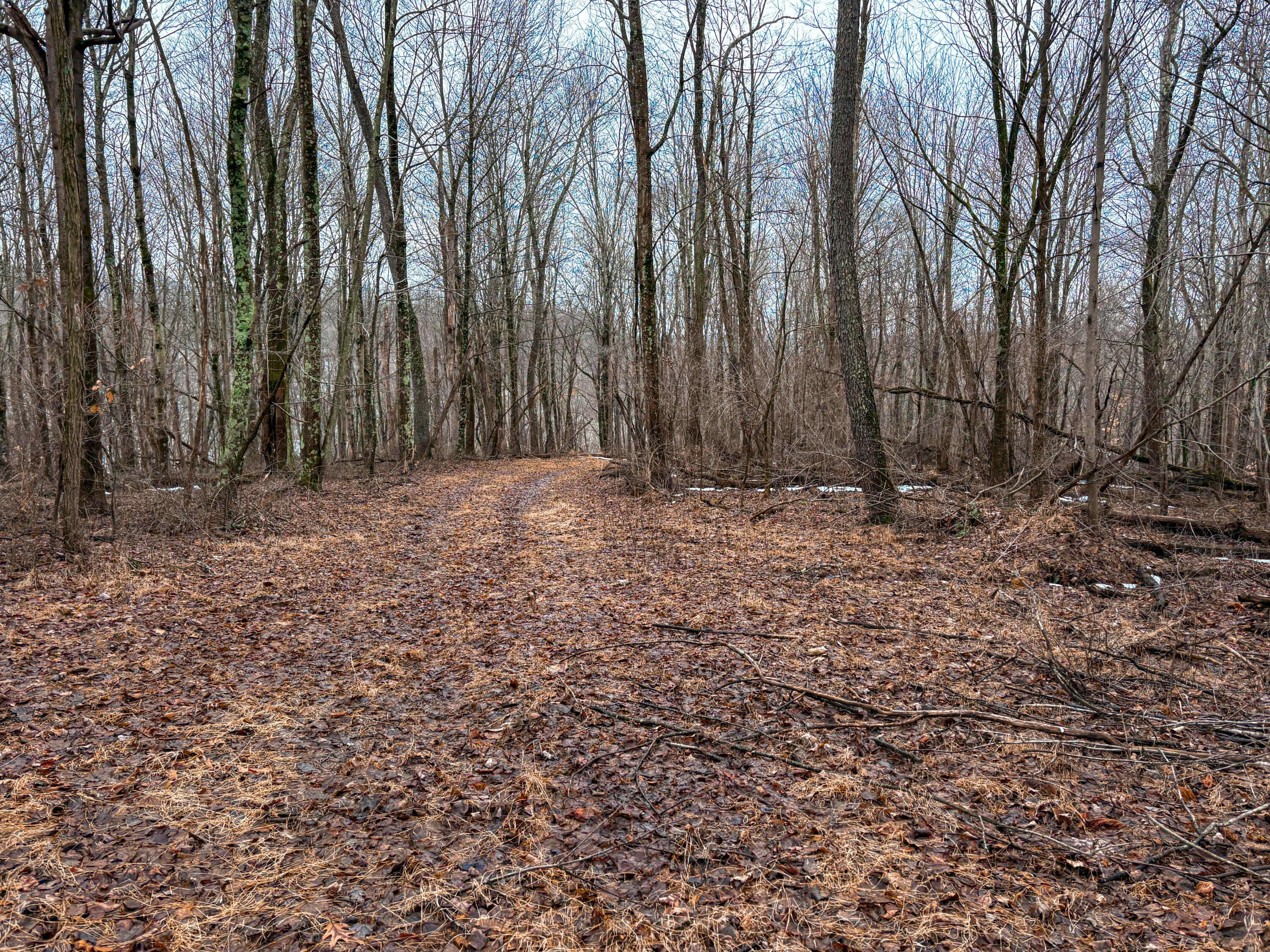 4 Twp Road Woodsfield, OH 43793 - Photo 6 of 31 Tract 4_TD-24