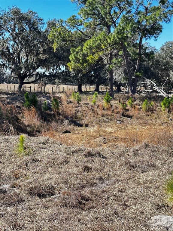 707 Road Webster Webster, FL 33597 - Photo 5 of 6 a view of a yard with plants and large trees