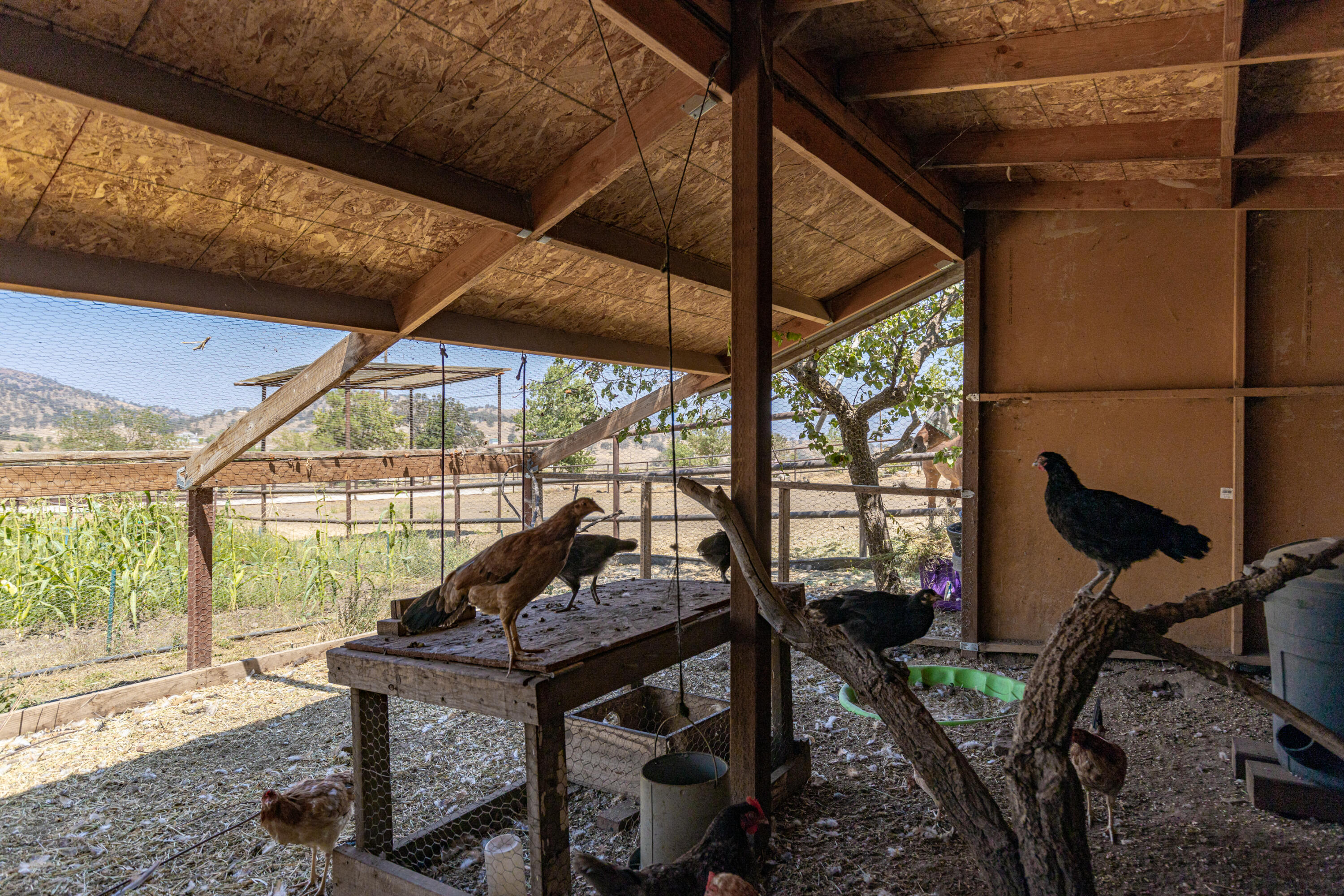 22362 Highline Road Tehachapi, CA 93561 - Photo 42 of 59 A56A2545
