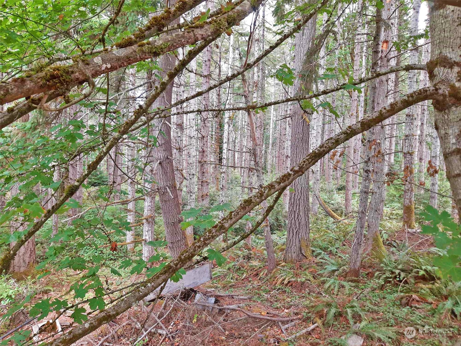 10 McKee Road Quilcene, WA 98376 - Photo 27 of 34 a city view with tall trees