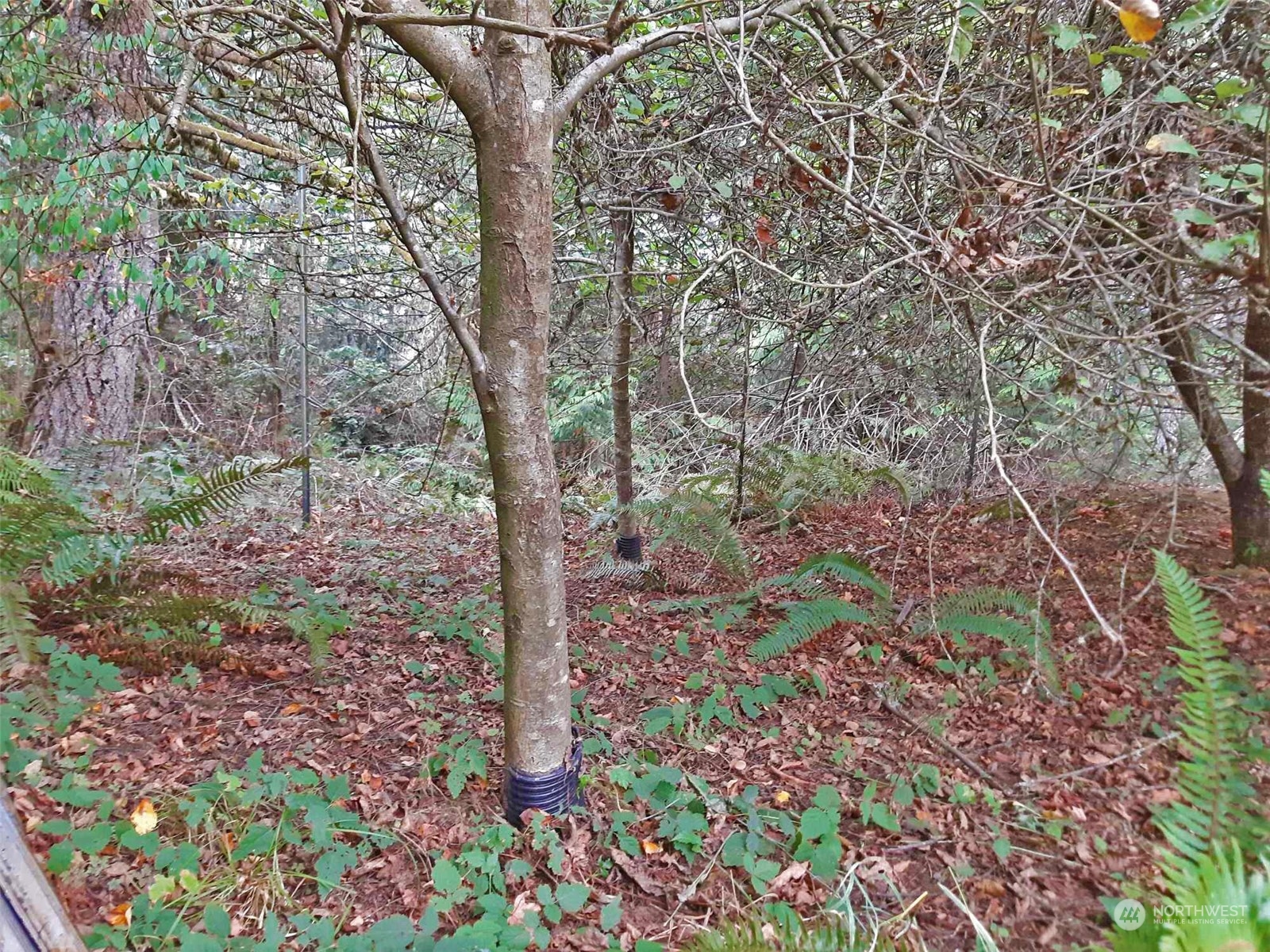 10 McKee Road Quilcene, WA 98376 - Photo 31 of 34 a big yard with lots of green space and plants