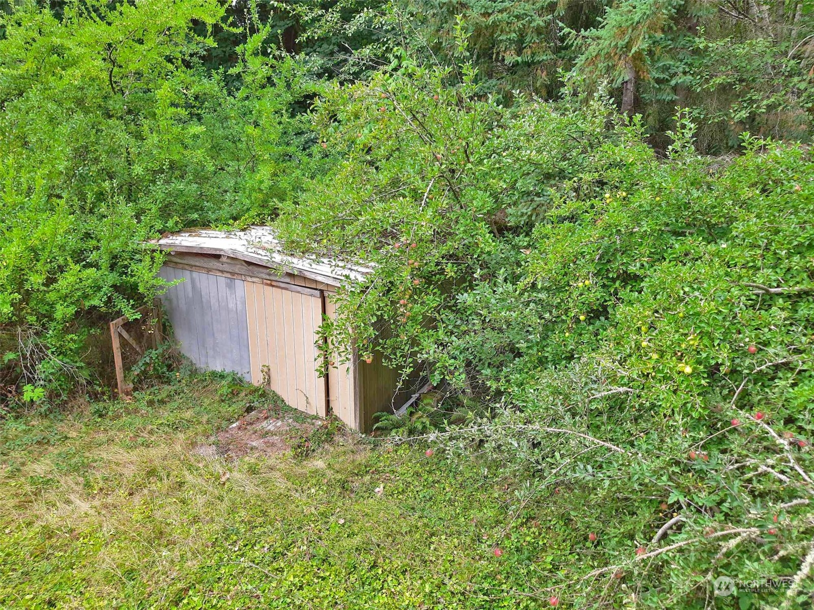10 McKee Road Quilcene, WA 98376 - Photo 33 of 34 a backyard of a house with a yard and tree