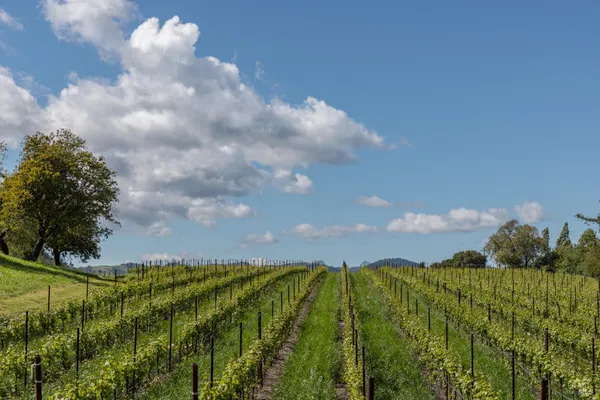 $9,800,000 | 1129 Dealy Lane, Napa, CA 94559