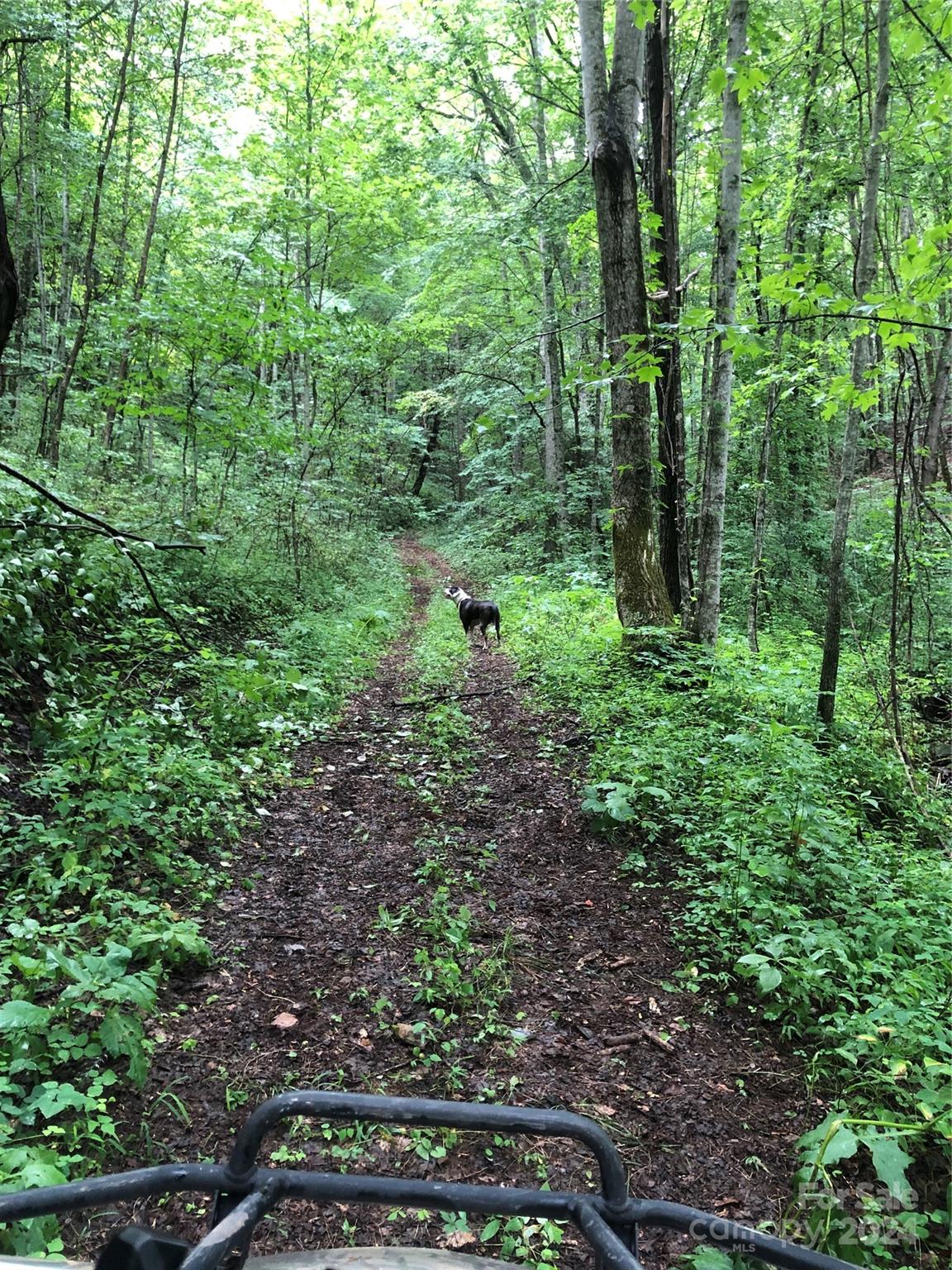 0 Morgan Creek Road Marble, NC 28905 - Photo 12 of 40