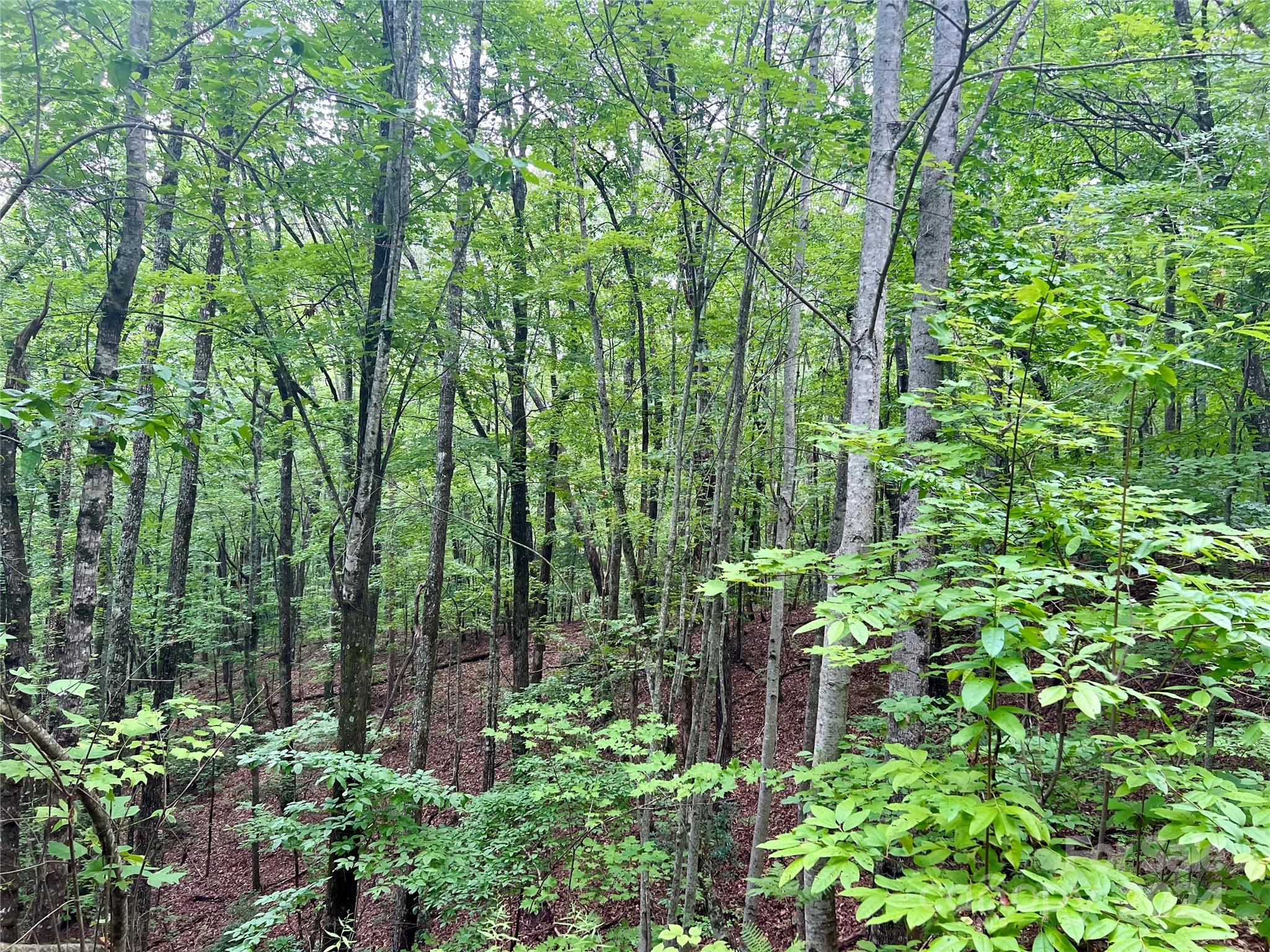 0 Morgan Creek Road Marble, NC 28905 - Photo 17 of 40