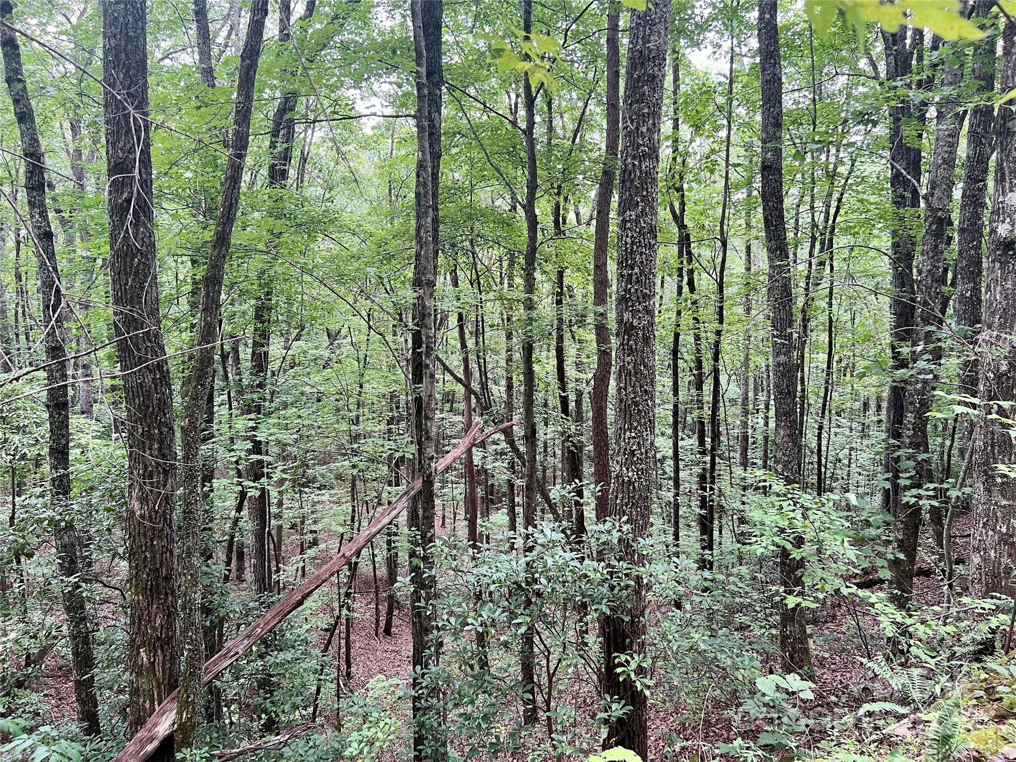 0 Morgan Creek Road Marble, NC 28905 - Photo 19 of 40