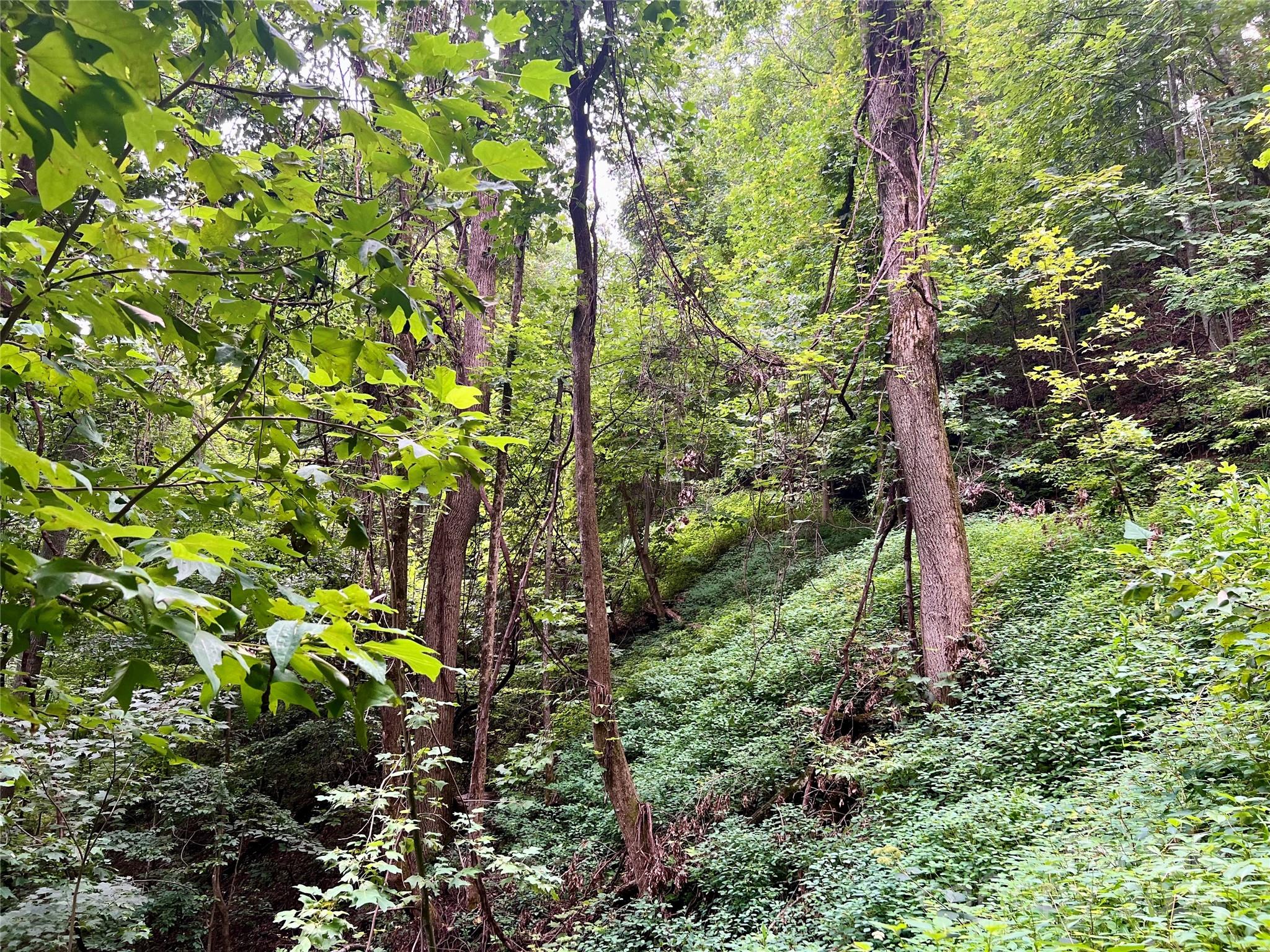 0 Morgan Creek Road Marble, NC 28905 - Photo 23 of 40