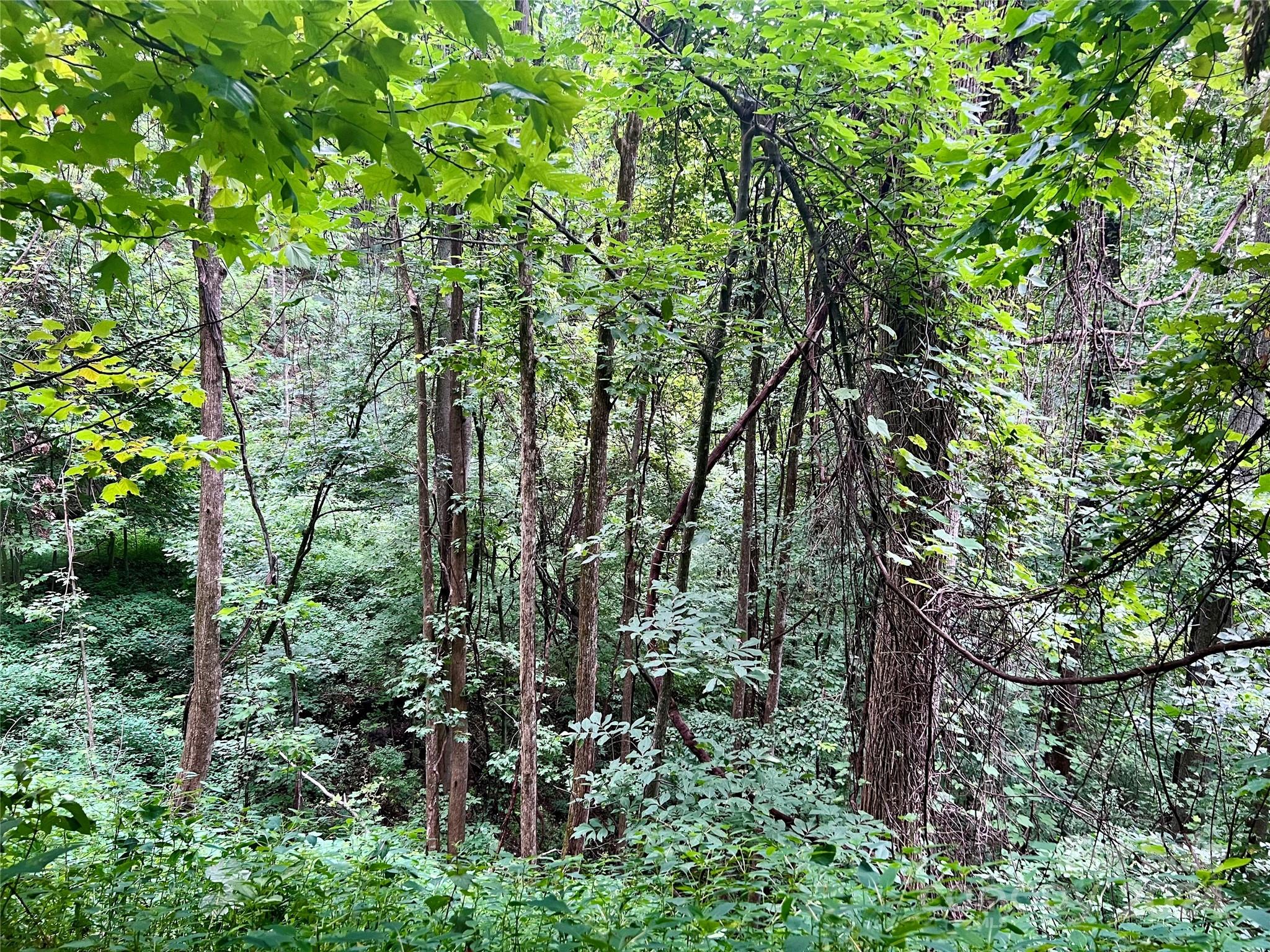 0 Morgan Creek Road Marble, NC 28905 - Photo 24 of 40