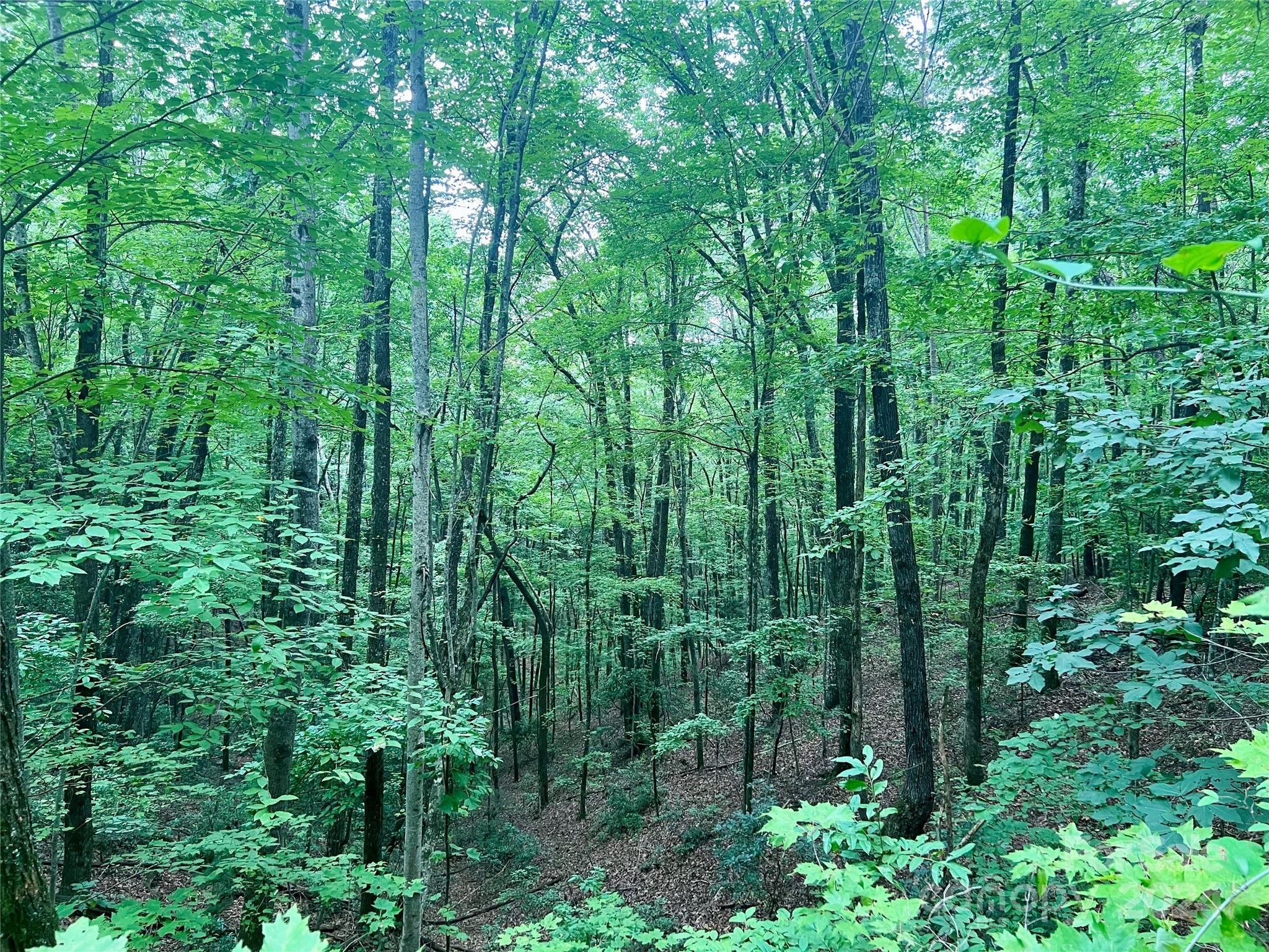 0 Morgan Creek Road Marble, NC 28905 - Photo 30 of 40
