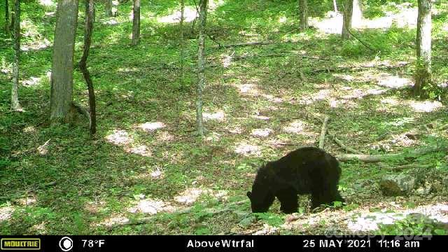 0 Morgan Creek Road Marble, NC 28905 - Photo 36 of 40