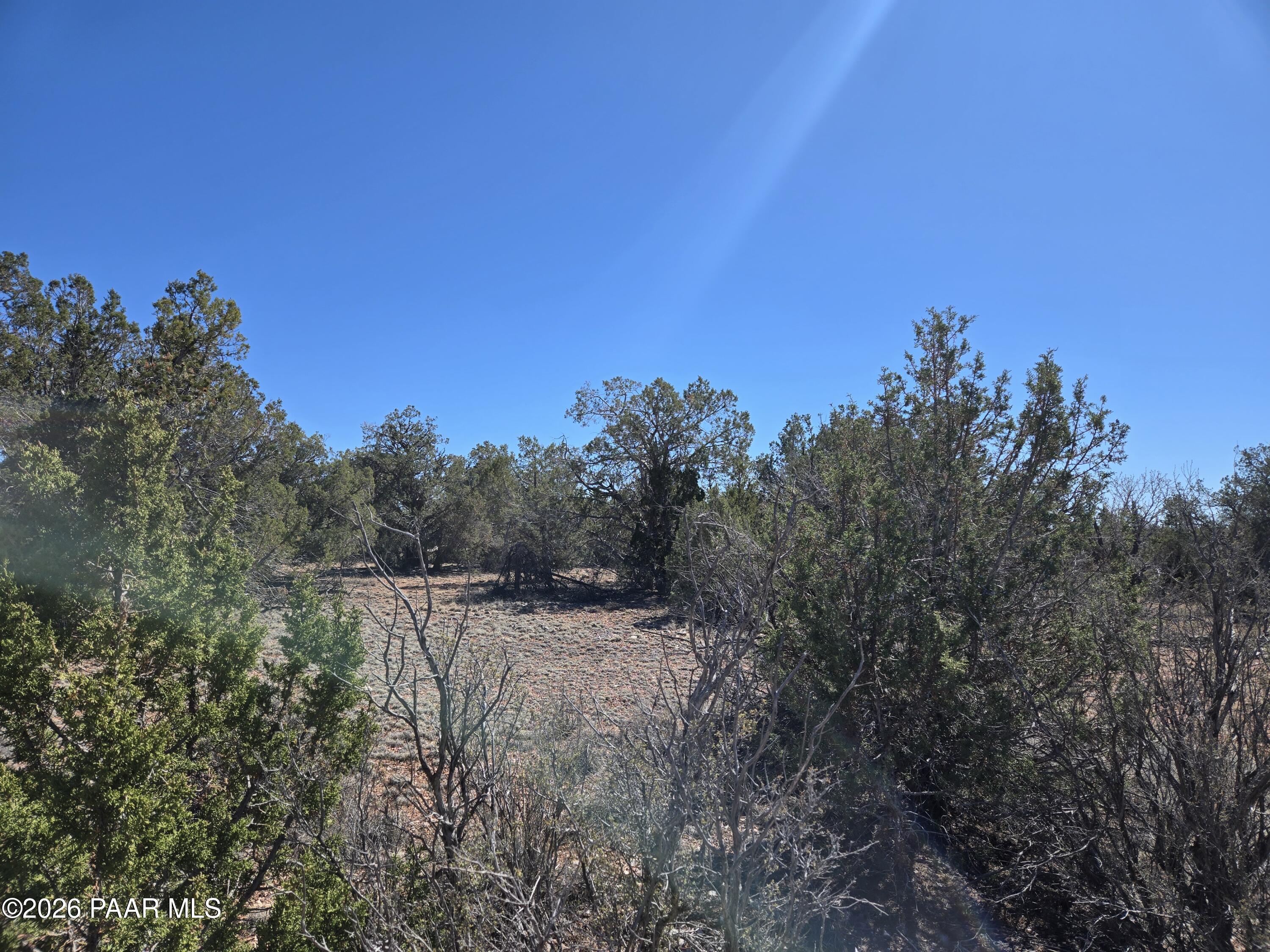 55688 Latigo Road Seligman, AZ 86337 - Photo 2 of 13 a view of a dry yard with trees
