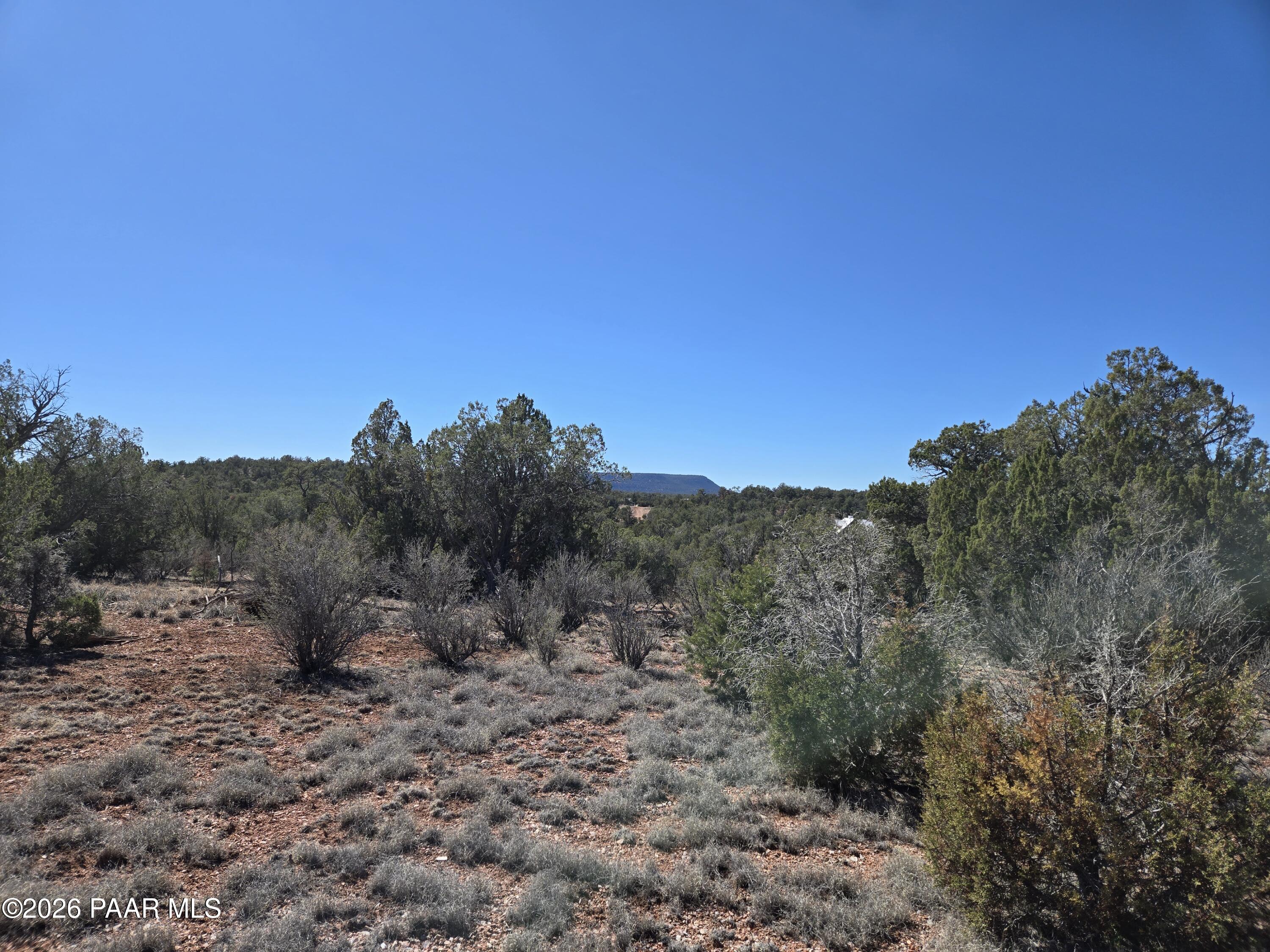 55688 Latigo Road Seligman, AZ 86337 - Photo 3 of 13 a view of a dry yard with trees in the background