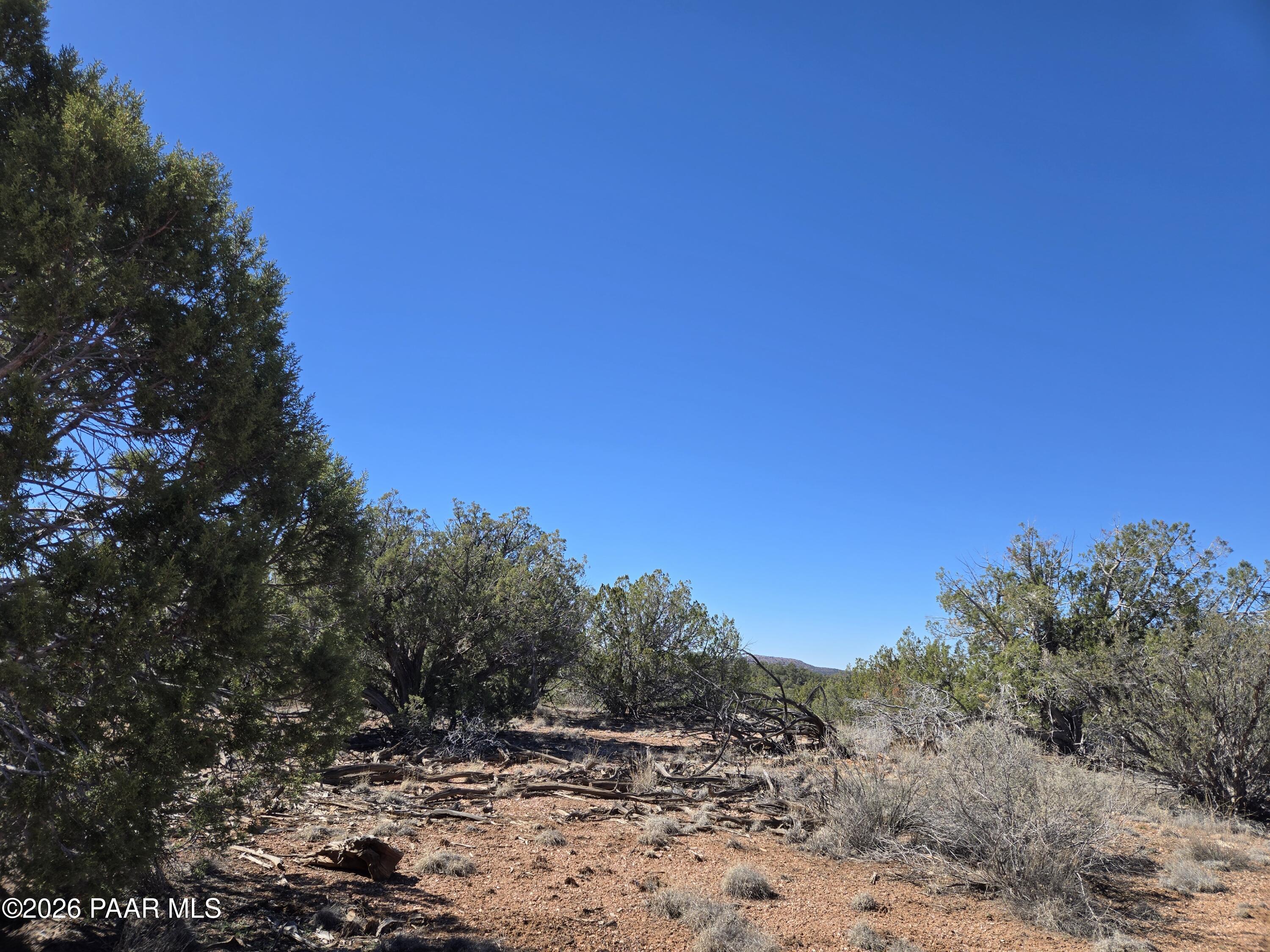 55688 Latigo Road Seligman, AZ 86337 - Photo 4 of 13 a view of a dry yard with trees in the background