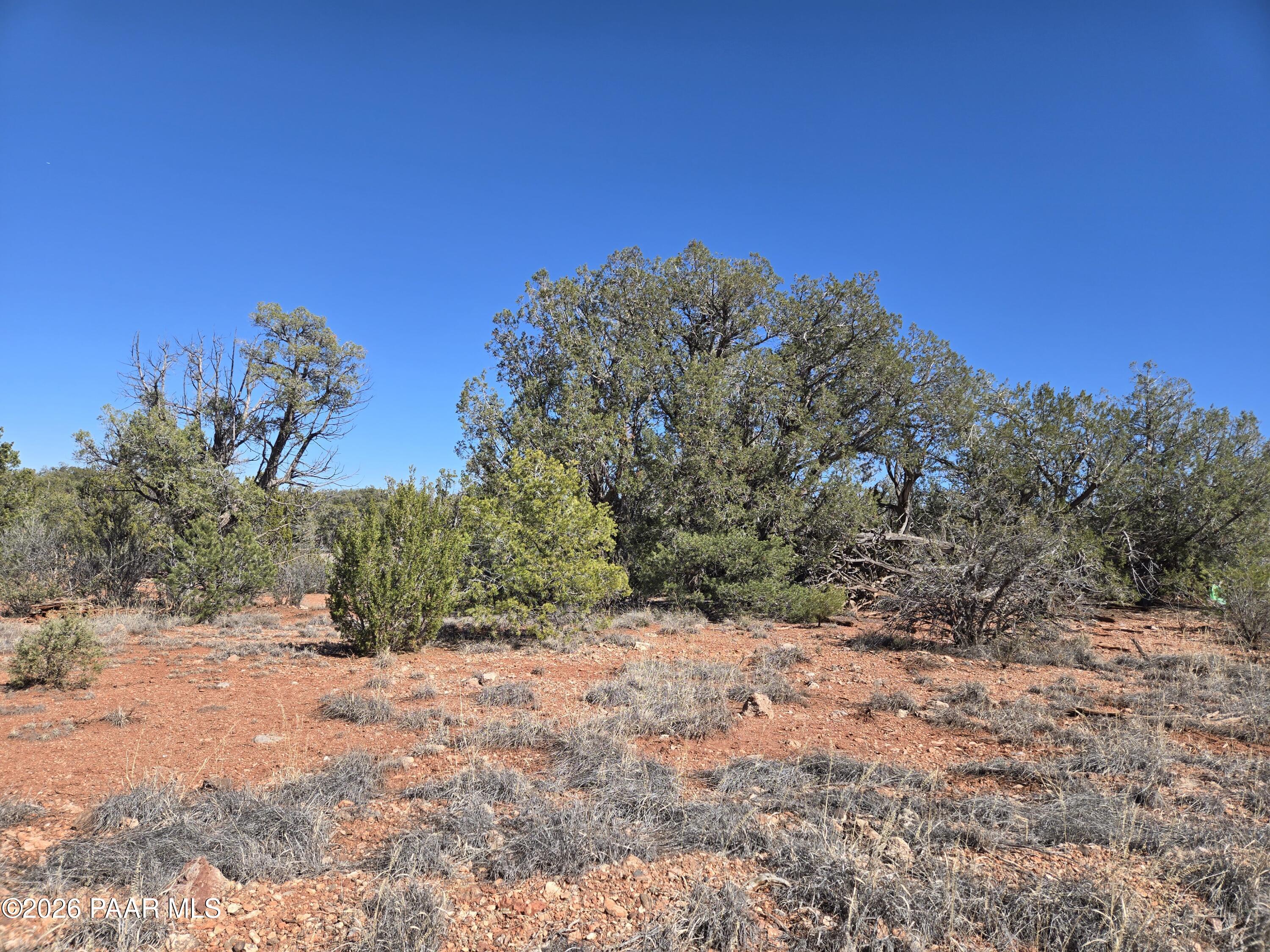 55688 Latigo Road Seligman, AZ 86337 - Photo 9 of 13 a view of a yard with a tree